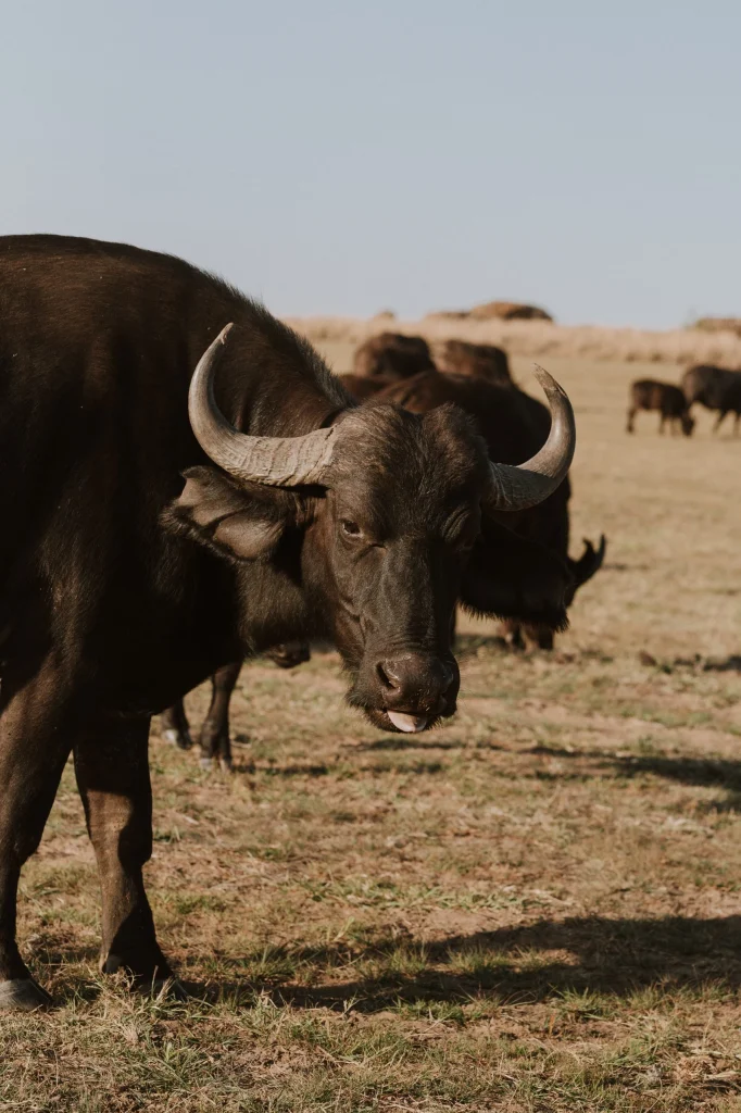 Close-up of an African buffalo standing in a dry grassland, with a herd grazing in the background.