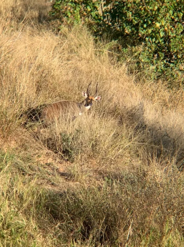 Bushbuck hiding in tall dry grass during a plains game hunt in Botswana.
