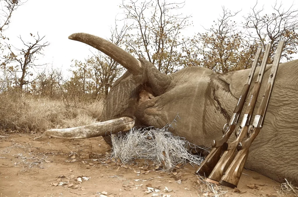 Trophy elephant resting on the ground with three rifles propped against its tusks in a dry Botswana hunting area.