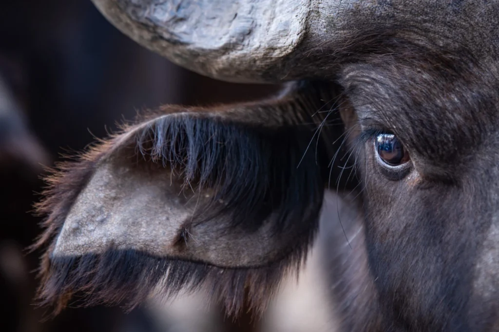 Cape buffalo standing alert beside a water trough in a grassy savannah clearing.